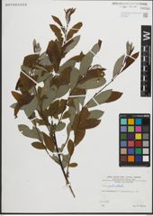 Foto von Salix pedicellata Desf.